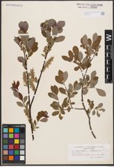 Salix aurita L. x Salix starkeana Willd.